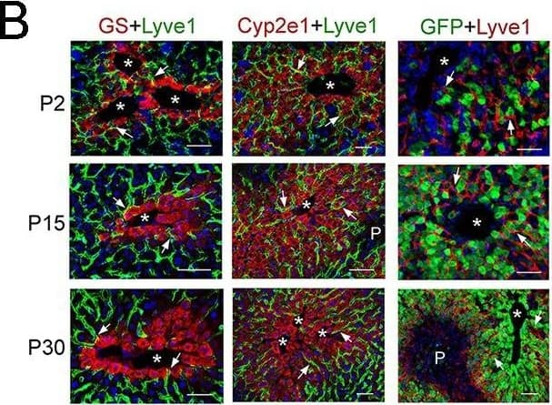 Lack of Wnt ligand secretion from LSECs impairs adult zonation maintenance. (B) Double-immunofluorescence results show that hepatic Zones 3 (GS+)&2/3 (Cyp2e1+) are densely irrigated by the hepatic sinusoids (Lyve1+, arrows) in P2, P15&P30 wildtype livers. The sinusoidal vasculature (arrows) is also in direct contact with claudin-2/GFP+ hepatocytes in P2, P15&P30 Cldn2-EGFP livers. Scale bars: 50 μm. Each image is representative of 2–4 individual mice (n = 2–4). Image collected & cropped by CiteAb from the following open publication (//pubmed.ncbi.nlm.nih.gov/32154783), licensed under a CC-BY license. Not internally tested by R&D Systems.