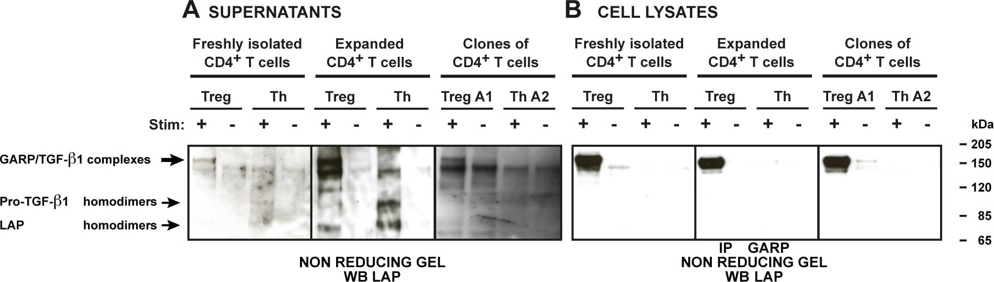 Disulfide-linked GARP/TGF-beta 1 complexes are released by stimulated human Tregs, which naturally express GARP.The indicated Treg and Th cell populations were left resting or stimulated with anti-CD3/CD28 antibodies in serum-free medium. A. Supernatants were collected after 48 hours. B. Cell lysates were collected after 24 hours and IP with an anti-GARP antibody. Supernatants (A) and immunoprecipitated lysates (B) were submitted to SDS-PAGE under non-reducing conditions, then analyzed by WB with anti-LAP antibodies. Similar results were obtained with freshly isolated CD4+ T cells from 2 other donors and with expanded CD4+ T cells from 5 others donors. Image collected and cropped by CiteAb from the following publication (//dx.plos.org/10.1371/journal.pone.0076186), licensed under a CC-BY license. Not internally tested by R&D Systems.