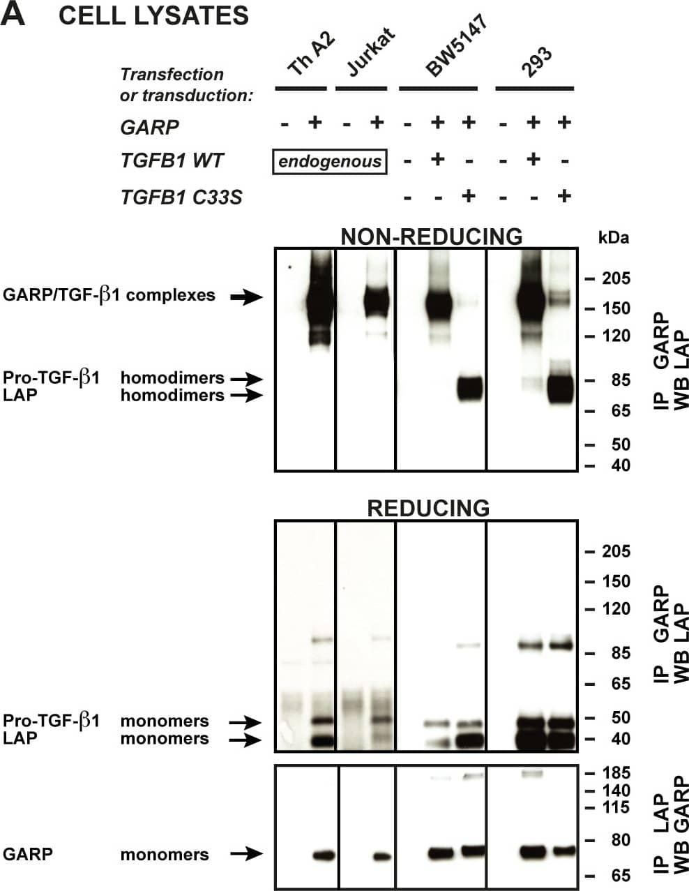 Disulfide-linked GARP/TGF-beta 1 complexes are released in the supernatant of T cells, but not 293 cells.A. Cells described in Figure 2 were lysed and immunoprecipitated (IP) with anti-GARP or anti-LAP antibodies. IP products were submitted to SDS-PAGE under non-reducing or reducing conditions, followed by WB with anti-LAP antibodies (top and middle panels), or anti-GARP antibodies (bottom panels). Pro-TGF-beta 1 and LAP homodimers in the top panels are not clearly resolved, but can be distinguished better with longer migrations or higher concentrations of polyacrylamide. The +/- 85-90 kDa bands that appear in the middle panel correspond to non-specific bands, or to incompletely reduced pro-TGF-beta 1. B. Cells (2x106/ml for murine and human T cells, 2.5x105/ml for transfected 293 cells) were incubated in serum free medium during 24 hours. Different cell concentrations were used to adjust for the different amounts of secreted TGF-beta 1 (see Figure 2). Human Th A2 and Jurkat cells were stimulated with anti-CD3/CD28 antibodies to increase secretion. Supernatants (0.5-10 µl) were analyzed by WB under non-reducing conditions with anti-GARP and anti-LAP antibodies. * Band that also appears when the secondary anti-IgG2b-HRP antibody is used alone (without anti-GARP antibody), due to cross reactivity against the anti-CD3/CD28 antibodies used for T cell stimulation. Image collected and cropped by CiteAb from the following publication (//dx.plos.org/10.1371/journal.pone.0076186), licensed under a CC-BY license. Not internally tested by R&D Systems.