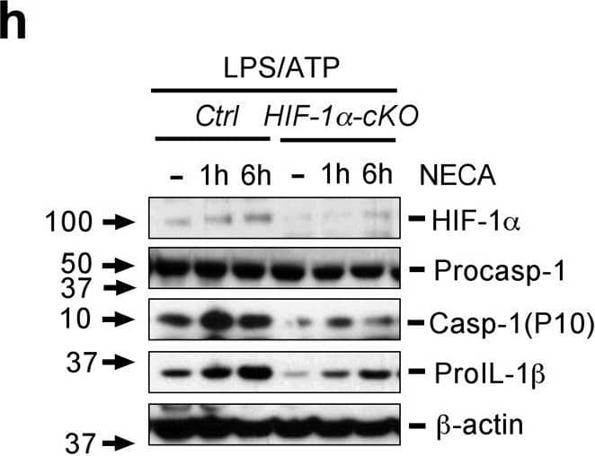 Adenosine mediates increase in pro-IL-1 beta  via a HIF-1 alpha -dependent pathway. (a) Consensus NF kappa B and HRE binding sites in the IL-1 beta  promoter. (b) LPS primed PECs obtained from A2AR-cKO and controls were stimulated with or without NECA or CGS21680. (c) LPS primed PECs obtained from HIF-1 alpha -cKO and controls were stimulated with or without NECA at time points as indicated. Cells were harvested and RNA isolated after each treatment and gene expression of Il1b and Hif1 alpha  quantified by real-time PCR. (d) THP-1 cells were transfected with HRE- promoter luciferase construct and  beta -galactosidase plasmid in the presence or absence of CREB dominant negative plasmid (CREB delta ), and then primed with LPS/PMA followed by NECA. (e) THP-1 cells were transfected with human IL-1 beta  promoter luciferase construct and  beta -galactosidase plasmid in the presence or absence of CREB delta , and then primed with LPS/PMA followed by CGS21680 or NECA. Luciferase activities were measured and normalized to  beta -galactosidase activity and normalized with controls. Data are mean± SD of triplicate cultures and are representative of three independent experiments. (f) CD14-MD2-TLR4- HEK 293 cells were transfected with NF kappa B promoter luciferase construct and Renilla luciferase (Rluc) control reporter vector, and then treated with CGS21680, NECA or ZM241395 in the presence of LPS, Luciferase activities were measured and normalized to Rluc activity and the normalized value with controls as indicated. Data are mean± SD of triplicate cultures and are representative of three independent experiments for b-f. (g) LPS primed PECs obtained from HIF-1 alpha -cKO and controls were treated with or without NECA at different time points as indicated followed pulsing with ATP. Cell supernatants were collected in 5 hrs after ATP pulsing. IL-1 beta  was measured in cell supernatant by ELISA. Data are expressed as the mean ± SD from three independent experiments. (h) LPS primed PECs obtained from HIF-1 alpha -cKO and control mice were treated with or without NECA at different time points as indicated followed by pulsing with ATP. Cell lysates were collected after ATP pulsing. HIF-1 alpha , pro-caspase-1, Caspaspe-1 and pro-IL-1 beta  was measured in cell supernatant by western blot. Immunoblots shown are representative results from at least three independent experiments. Image collected and cropped by CiteAb from the following publication (//pubmed.ncbi.nlm.nih.gov/24352507), licensed under a CC-BY license. Not internally tested by R&D Systems.