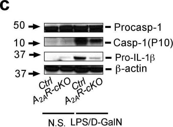 Liver injury and fibrosis is dependent on A2A receptor signaling in macrophages(a)A2AR-cKO and control mice were injected intraperitoneally with LPS (1 mg/kg) and D-galactosamine (500 mg kg−1) for 6 hrs followed by liver tissue and serum collection for H&E staining and ALT assay. (b) Liver RNA samples were collected and Il1b gene assayed by real-time PCR using specific primers. (c) Liver tissue lysates were assayed for pro-caspase-1, cleaved caspase-1 (p10), and  beta -actin protein level by immunoblot analysis using specific antibodies. Data are expressed as the mean ± SD from 10–11 mice from each group for a-d. (d) Serum was collected for measurement of IL-1 beta . (e)A2AR-cKO and control mice were injected intraperitoneally with single dose of TAA followed by liver tissue collection as indicated for H&E staining. (f) Liver RNA samples were collected and Il1b gene was assayed by real-time PCR. (g) Liver tissue was also obtained at day 7 after TAA injection and stained for H&E and Sirius red for fibrosis. (h) Sera were collected and the serum ALT assay was performed (Data are expressed as the mean ± SD from 5 mice in each group). * p <0.05 determined by Student’s t-test. Scale bars correspond to 500μm. Image collected and cropped by CiteAb from the following publication (//pubmed.ncbi.nlm.nih.gov/24352507), licensed under a CC-BY license. Not internally tested by R&D Systems.