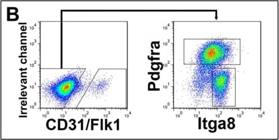 Vascular development is limited in the reconstituted kidney organoids in vitro (A) Scheme for kidney organoid reconstitution and culture in vitro. Three types of kidney progenitors at E11.5 (NPs, SPs, and Hoxb7-GFP+ UBs) were aggregated overnight with or without ECs. The organoids were subsequently cultured at the air-liquid interface for 2–6 days (days 3–7). (B) Sorting of ECs, NP, and SPs. CD31+ and/or Flk1+ cells were sorted as ECs (left), and the cells in the CD31−/Flk1− fraction (left) were further sorted into Itga8+ NP and Pdgfra+ SP fractions (right). (C–F) Whole-mount staining of kidney organoids aggregated with ECs and cultured for the indicated days. GFP+ UB branching and CD31+ vasculature formation (C,D), as well as Nephrin+ glomerulus formation (E), were observed. No Cx40+ arterioles (F) were observed. (G) Section staining of glomeruli (nephrin). No CD31+ ECs were detected in glomeruli. (H–L) Whole-mount (H–K) or section (L) staining of kidney organoids aggregated without ECs and cultured for the indicated days. No apparent differences between the organoids with (C–G) and without (H–L) ECs were observed. Scale bars: 100 µm (C–F, H–K); 10 µm (G,L). Representative images of three organoids each with and without ECs from three independent experiments are shown. Image collected and cropped by CiteAb from the following publication (//pubmed.ncbi.nlm.nih.gov/30718617), licensed under a CC-BY license. Not internally tested by R&D Systems.