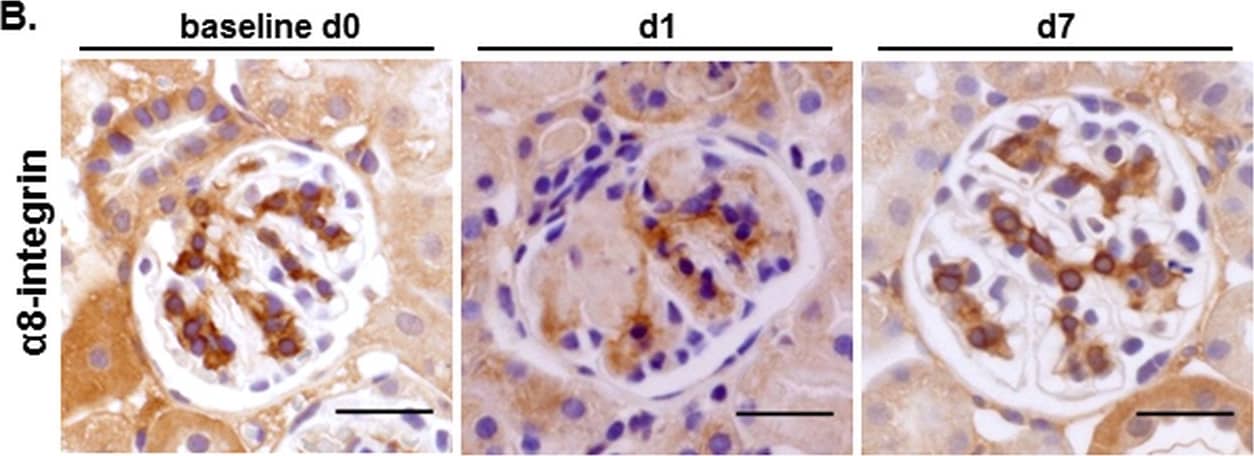 Mesangial cells and not podocytes display considerable transient damage in the course of the EC model.Mice were analyzed at baseline (day 0), day 1, and day 7 following disease induction. A. Quantification of glomerular mesangial injury by  alpha 8-integrin (mesangial cell marker) staining of kidney slices. Data are presented as mean ± SEM, n = 5/5/10 for day 0 /day 1 /day 7, respectively. **p<0.01, ***p<0.001 by one-way ANOVA; B. Representative  alpha 8-integrin staining images in the course of the EC model. Scale bars correspond to 25 μm; C. Quantification of podocyte depletion and injury on kidney slices by WT1 and nephrin staining, respectively. Data are presented as mean ± SEM, n = 5/5/10 for day 0 /day 1 /day 7, respectively. *p<0.05, **p<0.01, ns- not significant by one-way ANOVA; D. Representative WT1/nephrin co-staining images in the course of the EC model. 4′,6-diamidino-2-phenylindole (DAPI) was used as a nuclear marker. Scale bars correspond to 25 μm. Image collected and cropped by CiteAb from the following publication (//pubmed.ncbi.nlm.nih.gov/29771991), licensed under a CC-BY license. Not internally tested by R&D Systems.