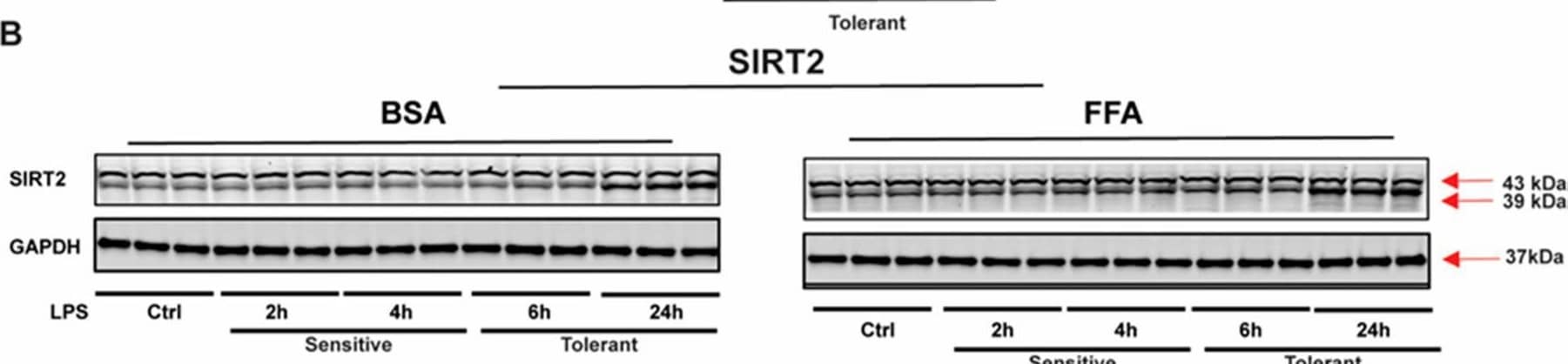 SIRT2 expression is increased in free fatty acid (FFA)-exposed tolerant RAW 264.7 cell macrophages (RAW) cells. Bovine serum albumin (BSA: vehicle for free fatty acid) or stearic acid (free fatty acid: FFA)-exposed RAW264.7 cell macrophages (RAW) were stimulated with either one or two doses of the LPS; second dose at indicated time points after 1st LPS. (A) TNF-alpha  mRNA expression was evaluated by qRT–PCR analysis. (B) SIRT2 protein expression was detected by Western blot in BSA- or FFA-exposed RAW cells following a single dose of the LPS stimulation for indicated time periods. GAPDH was used as the loading control. (C) Western blot image quantification using image-J software (n = 3 each group; * p < 0.05). SIRT2 protein expression was normalized to GAPDH. (D,E). To inhibit SIRT2, after 4 h of 1st LPS exposure, cells were treated with SIRT2 inhibitor AK-7 (25 µM) and incubated further for 20 h in the presence or absence of the second dose of the LPS. TNF-alpha  protein released in the cell culture media from FFA-exposed sensitive and tolerant cells was evaluated by ELISA. (* p < 0.05). IL6 (Figure 1E) protein released in the cell culture media from FFA-exposed sensitive and tolerant cells evaluated by ELISA. (* p < 0.05). Image collected and cropped by CiteAb from the following open publication (//pubmed.ncbi.nlm.nih.gov/33810233), licensed under a CC-BY license. Not internally tested by R&D Systems.