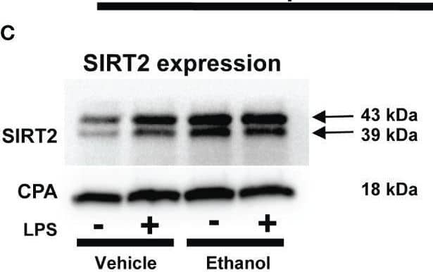 The effect of acute ethanol-exposure on mouse bone marrow derived macrophages (BMDM). Phagocytosis in BMDM exposed to vehicle or ethanol ± LPS to study phagocytosis using pHrodo bioparticles and SIRT2 expression. (A) Representative images of intracellular pHrodo bioparticles in vehicle or Ethanol-exposed WT-BMDM ± LPS. (B) Fluorescence quantification of pHrodo bioparticles in WT-BMDM (n=4 repetitions/group; * p<0.05). (C) SIRT2 protein expression detected by western blot in Vehicle- or Ethanol-exposed BMDM cells ± LPS. (D) Western blot image quantification of SIRT2 protein blot in vehicle or ethanol-exposed BMDM cells ± LPS (n = 4 blots/group; * p < 0.05). (E) Representative images of pHrodo bioparticles in Ethanol-exposed WT-BMDM and SIRT2KO-BMDM ± LPS. (F) Fluorescence quantification of pHrodo bioparticles in Ethanol-exposed WT-BMDM, and SIRT2KO-BMDM ± LPS. * p < 0.05. (G) Representative images of pHrodo bioparticles in Ethanol-exposed WT-BMDM, co-treated with SIRT2 inhibitor AK-7 or DMSO ± LPS. (H) Fluorescence quantification of pHrodo bioparticles in Ethanol-exposed WT-BMDM with AK-7/DMSO ± LPS stimulation. * p < 0.05. Image collected and cropped by CiteAb from the following open publication (//pubmed.ncbi.nlm.nih.gov/36865524), licensed under a CC-BY license. Not internally tested by R&D Systems.