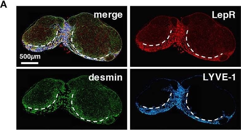 The MC in the mouse LN is a unique structure comprising MCRCs. (A) LepR is highly expressed in the medulla. A section of a brachial LN from a wild type B6 mouse was stained with the indicated markers. The dotted lines indicate the boundary between the DCP and medulla. (B) FSCs in the MC showed the highest expression of LepR. The inset shows a higher magnification view of a MC. (C) Average fluorescent intensity profiles of B220, desmin, and LepR along the cortex–medulla axis. Note that LepR expression is prominent in the medulla, and shows a similar pattern to LYVE-1 in Figure 3D, indicating preferential expression in the medulla. (D) Plasma cells preferentially accumulate in the MCs. Shown is a wild type B6 mouse LN. (E) Plasma cells make close contacts with MCRCs. Shown is a Cxcl12-EGFP mouse LN. (F,G) Quantitative analysis of plasma cell localization in LN subcompartments (bars: mean; asterisks: significantly different compared to the follicles, p < 0.0001). (F) A representative image of plasma cells. The dotted lines indicate the boundary between the DCP and medulla. (G) Proportions of plasma cells in each subcompartment compared to the total number in the LN were plotted (open circles; bars: mean; *p < 0.0001). Image collected and cropped by CiteAb from the following open publication (//pubmed.ncbi.nlm.nih.gov/30333825), licensed under a CC-BY license. Not internally tested by R&D Systems.
