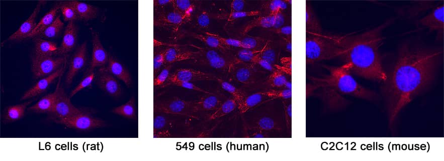 Caveolin‑2 was detected in immersion fixed L6 rat myoblast cell line, A549 human lung carcinoma cell line, C2C12 mouse myoblast cell line using Goat Anti-Human/Mouse/Rat Caveolin‑2 Biotinylated Antigen Affinity-purified Polyclonal Antibody (Catalog # BAF5788) at 5 &micro;g/mL for 3 hours at room temperature. Cells were stained using the NorthernLights&trade; 557-conjugated Anti-Mouse IgG Secondary Antibody (red; Catalog # NL007) and counterstained with DAPI (blue). Specific staining was localized to cytoplasm.