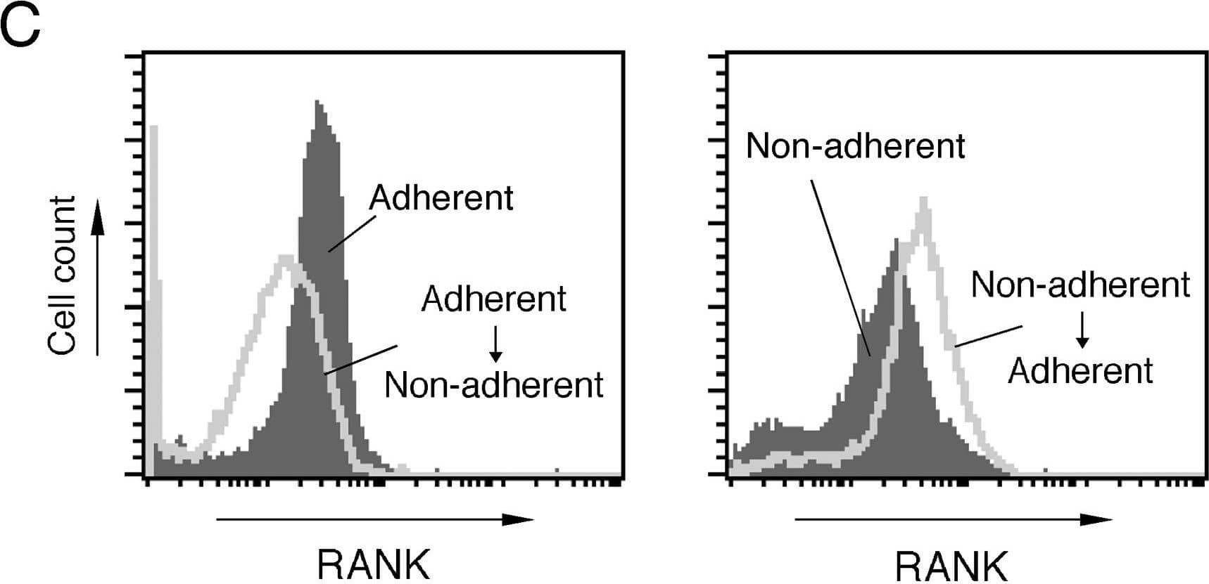 RANK expression levels under adherent and non-adherent conditions.A. BMMs under the adherent condition were harvested (0 h) and subsequently cultured again under adherent and non-adherent conditions in the presence or absence of M-CSF (50 ng/ml), TGF-beta  (1 ng/ml), and RANKL (150 ng/ml) for the indicated periods. Relative expression levels of RANK mRNA were determined by real time RT-PCR. Data represent mean values of three independent experiments, with error bars indicating ± SD. **P< 0.01 for adherent condition vs. non-adherent condition at the same time point. B. Left panel: BMMs grown under the adherent condition were transferred to the non-adherent condition and further cultured for the indicated time periods. Right panel: BMMs under the non-adherent condition were transferred to the adherent condition and further cultured for the indicated time periods. RANK mRNA expression was analyzed by RT-PCR. C. Left panel: comparison of RANK protein expression levels between BMMs cultured under the adherent condition and those transferred to the non-adherent condition. Right panel: Comparison of RANK protein levels between BMMs cultured under the non-adherent condition and those transferred to the adherent condition. RANK protein expression on the surface of BMMs was analyzed by flowcytometry. Image collected and cropped by CiteAb from the following open publication (//pubmed.ncbi.nlm.nih.gov/23139818), licensed under a CC-BY license. Not internally tested by R&D Systems.