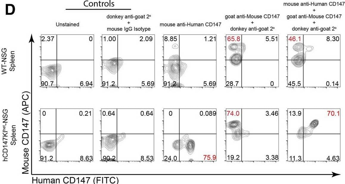 Flow cytometric analysis reveals proper dual-expression of both mCD147 and hCD147 in PBMCs and various organs. Representative contour plots of CD147 expression on WT-NSG (top) and hCD147KIhet-NSG (bottom) cells from (A) PBMCs, (B) lung, (C) liver, and (D) spleen using antibodies targeting either mouse CD147 protein, human CD147 protein, or a combination of both antibodies (far right). Relative percentages are listed, and significant shifts highlighted in red. Gating was determined based on donkey anti-goat/mouse isotype IgG antibody background staining Image collected and cropped by CiteAb from the following open publication (//pubmed.ncbi.nlm.nih.gov/35690792), licensed under a CC-BY license. Not internally tested by R&D Systems.