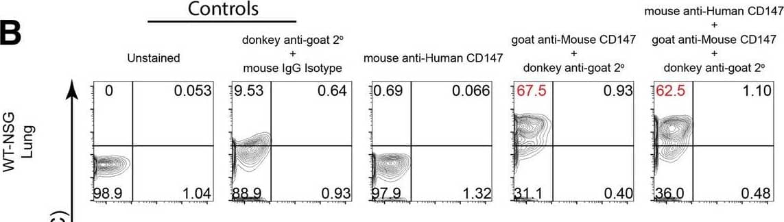 Flow cytometric analysis reveals proper dual-expression of both mCD147 and hCD147 in PBMCs and various organs. Representative contour plots of CD147 expression on WT-NSG (top) and hCD147KIhet-NSG (bottom) cells from (A) PBMCs, (B) lung, (C) liver, and (D) spleen using antibodies targeting either mouse CD147 protein, human CD147 protein, or a combination of both antibodies (far right). Relative percentages are listed, and significant shifts highlighted in red. Gating was determined based on donkey anti-goat/mouse isotype IgG antibody background staining Image collected and cropped by CiteAb from the following open publication (//pubmed.ncbi.nlm.nih.gov/35690792), licensed under a CC-BY license. Not internally tested by R&D Systems.