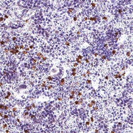MMP‑9 was detected in immersion fixed paraffin-embedded sections of mouse thymus using Goat Anti-Mouse MMP‑9 Biotinylated Antigen Affinity-purified Polyclonal Antibody (Catalog # BAF909) at 5 &micro;g/mL for 1 hour at room temperature followed by incubation with the Anti-Goat IgG VisUCyte&trade; HRP Polymer Antibody (Catalog # VC004). Before incubation with the primary antibody, tissue was subjected to heat-induced epitope retrieval using Antigen Retrieval Reagent-Basic (Catalog # CTS013). Tissue was stained using DAB (brown) and counterstained with hematoxylin (blue). Specific staining was localized to cytoplasm in thymocytes.