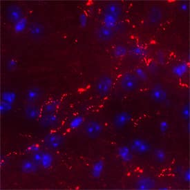 Orexin A/Hypocretin‑1 was detected in perfusion fixed frozen sections of Mouse Hypothalamus using Mouse Anti-Human/Mouse Orexin A/Hypocretin‑1 Biotinylated Monoclonal Antibody (Catalog # BAM763) at 5 &micro;g/mL overnight at 4 &deg;C. Tissue was stained using the NorthernLights&trade; 557-conjugated Streptavidin (red; Catalog # NL999) and counterstained with DAPI (blue). Specific staining was localized to synaptic boutons. View our protocol for IHC Staining with VisUCyte HRP Polymer Detection Reagents.