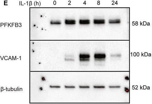 IL‐1 beta  stimulation increases endothelial glucose uptake, glycolysis, and PFKFB3 expression. (A) Uptake of 14C‐2‐deoxy‐d‐glucose in IL‐1 beta ‐stimulated HUVECs (1 ng·mL−1, 16 h; mean ± SD; n = 3 donors). (B) Rate of glycolysis in IL‐1 beta ‐stimulated HUVECs (n = 3 donors). (C) Glycolysis fold change 6 h after stimulation with different doses of IL‐1 beta  (n = 3 donors). (D) RT‐qPCR of PFKFB3 following in IL‐1 beta ‐stimulated HUVECs (1 ng·mL−1) (n = 3 donors). (E) Representative immunoblot for PFKFB3 (top), VCAM‐1 (middle) and  beta ‐tubulin loading control (bottom) in IL‐1 beta ‐stimulated HUVECs (1 ng·mL−1, 2–24 h). (F) Densitometric quantification of PFKFB3 relative to  beta ‐tubulin loading control (n = 5 donors). (G) RT‐qPCR of VCAM‐1 in IL‐1 beta ‐stimulated HUVECs (1 ng·mL−1, 2–24 h) (n = 3 donors). (H) Densitometric quantification of VCAM‐1 relative to  beta ‐tubulin loading control (n = 5 donors). B–D and F–H: lines show means, and dots show individual donors. *P < 0.05, **P < 0.01, ***P < 0.001, ****P < 0.0001. Image collected and cropped by CiteAb from the following open publication (//pubmed.ncbi.nlm.nih.gov/33979025), licensed under a CC-BY license. Not internally tested by R&D Systems.