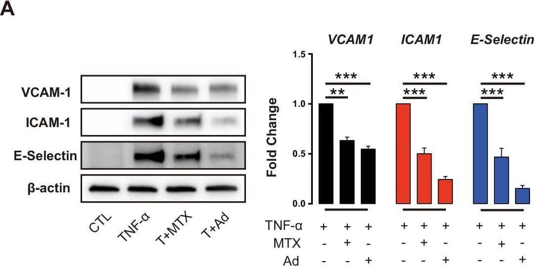Methotrexate (MTX) and Ad repress TNF-alpha -induced pro-inflammatory genes without affecting primary MIR181A-1 and MIR181B-1 expression.(A) Western blot analysis of VCAM-1, ICAM-1, and E-Selectin in HUVECs treated with or without MTX (10 µM) or Ad (50 µM), after stimulation of TNF-alpha  (10 ng/ml) for 8 hr. Quantification of n = 3 independent experiments. (B) Real-time qPCR analysis of VCAM-1, ICAM-1, and E-Selectin in HUVECs treated with or without MTX (10 µM) or Ad (50 µM), after treatment with TNF-alpha  (10 ng/ml) for 4 hr. Real-time qPCR analysis of (C) primary transcript of MIR181A1 or (D) primary transcript of MIR181B-1 in HUVECs treated with or without MTX (10 µM) or Ad (50 µM), after treatment with TNF-alpha  (10 ng/ml) for 4 hr. (A–D), n = 3–6. *p<0.05; **p<0.01; ***p<0.001; ***p<0.0001. All values represent mean ± SEM. Image collected and cropped by CiteAb from the following open publication (//pubmed.ncbi.nlm.nih.gov/33416495), licensed under a CC-BY license. Not internally tested by R&D Systems.