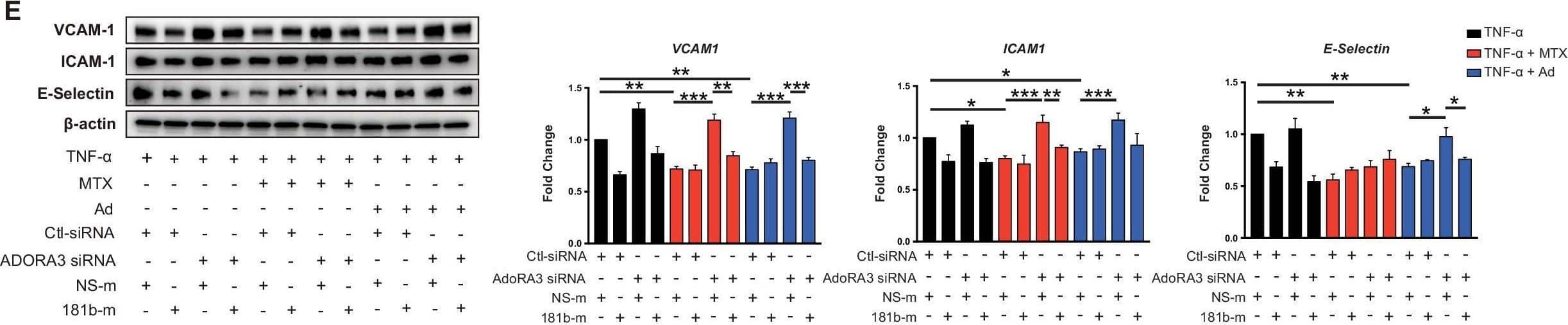 Induction of MIR181B expression by methotrexate (MTX) or adenosine is adenosine receptor A3 (ADORA3) dependent.(A) Knockdown for adenosine receptors A1, A2A, A2B, and A3 in HUVECs was performed to analyze MIR181B expression. three biological replicates. One-way ANOVA. (B) MIR181B expression in HUVECs transfected with Ctl-siRNA or ADORA3 siRNA after treatment with MTX (10 µM) or Ad (50 µM) or (C) treatment with TNF-alpha  (10 ng/ml) alone or in combination MTX (10 µM) or Ad (50 µM). Three biological replicates. One-way ANOVA and Unpaired two-tailed Student t test. (D) Western blot analyses of VCAM-1, ICAM-1, and E-Selectin expression in HUVECs transfected with Ctl-siRNA or ADORA3 siRNA in the presence of TNF-alpha  (10 ng/ml) in combination with either MTX (10 µM) or Ad (50 µM). Three biological replicates. Unpaired two-tailed Student t test. (E) in the presence of miRNA negative control (NS-m) or MIR181B mimics (181b-m) stimulated with TNF-alpha  (10 ng/ml) or in combination with MTX (10 µM) or Ad (50 µM). Please see Figure 2—source data 1. Three biological replicates. Unpaired two-tailed Student t test. *p<0.05; **p<0.01; ***p<0.001; ****p<0.0001. n.s. indicated non significance. All values represent mean ± SEM.Figure 2—source data 1.Knockdown efficiency for adenosine receptor siRNAs.mRNA, and protein expression analysis for (A, B) ADORA3 siRNA, (C, D) ADORA1 siRNA, (E, F) ADORA2A siRNA and (G, H) ADORA2B siRNA compared to control siRNA in HUVECs transfected for 36 hr. (A–H), n = 3. ***p<0.001. All values represent mean ± SEM. Image collected and cropped by CiteAb from the following open publication (//pubmed.ncbi.nlm.nih.gov/33416495), licensed under a CC-BY license. Not internally tested by R&D Systems.