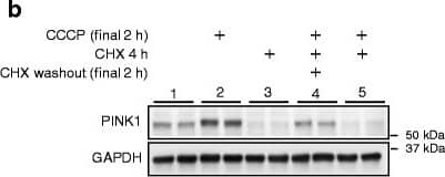 Western Blot: PINK1 Antibody - BSA Free [BC100-494] - PINK1 translation is critical for the accumulation of PINK1 upon mitochondrial damage. aPINK1 mRNA levels were not altered by mitochondrial damage. HeLa cells were incubated with 10 μM CCCP or combination of 10 μM oligomycin & 4 μM antimycin for 2 h & then, PINK1 mRNA levels were measured by qRT-PCR. PINK1 mRNA level was normalized to the corresponding GAPDH levels & quantified as a percentage of control (n = 8, t-test). b, c Translation is involved in PINK1 accumulation upon CCCP treatment. HeLa cells were first pre-incubated with 100 μM cycloheximide (CHX) for 2 h & then washed. Cells were further incubated with 10 μM CCCP with or without CHX for 2 h (n = 4, two-way ANOVA). Values are mean ± SEM (n.s. = non-significant, ***p < 0.001) Image collected & cropped by CiteAb from the following publication (//pubmed.ncbi.nlm.nih.gov/27456084), licensed under a CC-BY license. Not internally tested by Novus Biologicals.