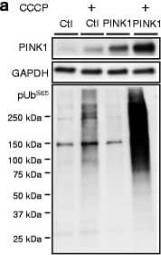 Western Blot: PINK1 Antibody - BSA Free [BC100-494] - miR-27a/b prevent pUbS65 accumulation upon mitochondrial damage. a, b Overexpression of PINK1 increased pUbS65 accumulation in HeLa cells only when incubated with CCCP. 48 h post-transfection, cells were incubated with 10 μM CCCP for 2 h & pUbS65 levels were determined by Western blot (n = 3, two-way ANOVA). c, d Overexpression of miR-27a/b inhibited pUbS65 accumulation by CCCP in HeLa cells (n = 4, two-way ANOVA). e, f Inhibition of endogenous miR-27a/b increased pUbS65 accumulation by CCCP in HeLa cells (n = 4, two-way ANOVA). PINK1 levels were normalized to corresponding GAPDH level & quantified as a percentage of control. Values are mean ± SEM (n.s. = non-significant, **p < 0.01, ***p < 0.001) Image collected & cropped by CiteAb from the following publication (//pubmed.ncbi.nlm.nih.gov/27456084), licensed under a CC-BY license. Not internally tested by Novus Biologicals.