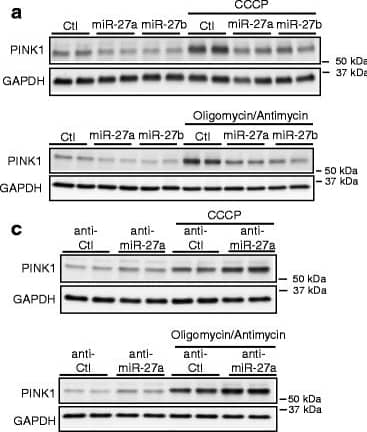 Western Blot: PINK1 Antibody - BSA Free [BC100-494] - miR-27a/b inhibit PINK1 accumulation upon mitochondrial damage. a, b Overexpression of miR-27a/b inhibited PINK1 accumulation upon mitochondrial damage. 48 h post-transfection, HeLa cells were treated with 10 μM CCCP or combination of 10 μM oligomycin & 4 μM antimycin as indicated for 2 h (n = 4, two-way ANOVA). c, d Inhibition of endogenous miR-27a/b increased PINK1 accumulation upon CCCP treatment. (n = 4, two-way ANOVA). PINK1 levels were normalized to corresponding GAPDH level & quantified as a percentage of control. Values are mean ± SEM (n.s. = non-significant, *p < 0.05, **p < 0.01, ***p < 0.001) Image collected & cropped by CiteAb from the following publication (//pubmed.ncbi.nlm.nih.gov/27456084), licensed under a CC-BY license. Not internally tested by Novus Biologicals.