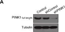 Western Blot: PINK1 Antibody - BSA Free [BC100-494] - PINK1 knockdown combined w/ polyphyllin I treatment blocks mitophagy & increases mitochondrial fission & apoptosisA. MDA-MB-231 cells stably expressing non-target shRNA (shCon) or PINK1 shRNA (shPINK1) lysed & analyzed by western blot. B-C. shCon & shPINK1 cells treated w/ or w/out 8 μM PPI for 6 h; whole-cell lysates & mitochondrial fractions then prepared & subjected to western blot analysis. D-E. shCon & shPINK1 cells cotransfected w/ RFP-mito & GFP-LC3, & then treated w/ 8 μM PPI for 6 h. LAMP1 (Alexa Fluor 647, blue) immunostaining then detected using confocal microscopy. Scale bars: 10 μm. The percentage of cells in which mitophagy occurred determined using 30 cells from each experiment; 3 independent experiments are included. The cells w/ more than five RFP-Mito, LC3, & LAMP1 colocalization puncta designated mitophagy-positive. Data are presented as mean ± SD (*P< 0.01 compared to shCon cells treated w/ PPI). F-G. shCon & shPINK1 cells transfected w/ RFP-mito, & then treated w/ 8 μM PPI for 6 h. Mitochondria observed using confocal microscopy. Scale bars: 10 μm. The average mitochondrial length quantified as previously described. Data are presented as mean ± SD (*P< 0.01 compared to shCon cells treated w/ PPI). H. shCon & shPINK1 cells treated w/ 8 μM PPI for 6 h, & DRP1 levels in mitochondrial fractions determined by immunoblotting. I. Cells treated w/ or w/out 8 μM PPI for 6 h, & apoptosis then measured by flow cytometry. Data are presented as mean ± SD (*P< 0.01 compared to shCon cells treatment w/ PPI). J-K. Whole-cell lysates, mitochondrial (Mito), & cytosolic (Cyto) fractions prepared & subjected to western blot analysis. Image collected & cropped by CiteAb from the following publication (//www.oncotarget.com/lookup/doi/10.18632/oncotarget.14413), licensed under a CC-BY license. Not internally tested by Novus Biologicals.