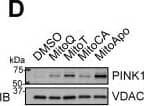 Western Blot: PINK1 Antibody - BSA Free [BC100-494] - Mitophagy execution via PINK1 accumulation, MFN2/TOM20 reduction & mitophagy signaling in MDA-MB-231 cells in vitro & SST2 tumors in vivo(A) Confocal images of GFP-LC3 expressing MDA-MB-231 cells preloaded with MitoTracker Red at 12 hours post MTA treatment. Scale bar is 10 μm. Yellow box indicates the area selected for obtaining z stacks. (B) Cropped immunoblot of the outer mitochondrial membrane proteins MFN2, TOM20 & VDAC in MDA-MB-231 cells treated with 1 μM of different MTAs at the indicated times. Bars represent the mean ± SD SEM. (n=3) (C) Representative cropped LC3 immunoblots of a mitochondrial extract (300 μg) after MFN2 immunoprecipitation from MDA-MB-231 cells exposed to 1 μM of different MTAs for 24 hours to confirm an endogenous protein complex interaction between the autophagosome & mitochondria. Bar represents the mean ± SEM. Two replicates (Rep.) are shown. (n=3) (D) Representative cropped PINK1 immunoblot from the mitochondrial fractions of cells treated with different MTAs for 12 hours. Bar represents the mean ± SEM. (n=4) (E) Representative cropped PINK1 immunoblot from tumor mitochondrial extracts using a rat SST-2 allograft model after DMSO or MitoQ treatment for 14 days. Bar represents the mean ± SD. (n=3) *P<0.05, & **P<0.01 indicate statistical significance. (F) Schematic model for the proposed mechanism for the mitophagy selective response induced by MTA in MDA-MB-231 cells as compared to MCF-12A cells (See Discussion). Image collected & cropped by CiteAb from the following publication (//www.oncotarget.com/lookup/doi/10.18632/oncotarget.23171), licensed under a CC-BY license. Not internally tested by Novus Biologicals.
