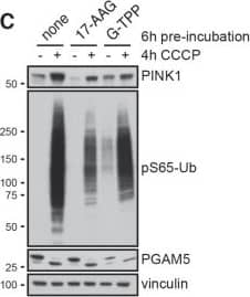 Western Blot: PINK1 Antibody - BSA Free [BC100-494] - G-TPP but not 17-AAG induces Parkin translocation(A, B) HeLa cells stably expressing EGFP-Parkin were treated with 12 different concentrations of G-TPP or 17-AAG in a dose-response format for 2 or 6 h before adding (A) DMSO or (B) CCCP (final assay concentration = 10 µM) for an additional 2 h. Cells were fixed & analyzed for Parkin translocation (black line). Cell number was assessed by counting the number of Hoechst-positive nuclei in each well (gray line). Values were normalized to positive (2 h 10 µM CCCP) & negative (2 h DMSO) controls. In absence of CCCP, only G-TPP but not 17-AAG induced Parkin translocation. In combination with CCCP, increasing doses of 17-AAG led to inhibition of Parkin translocation. Very high concentrations of G-TPP also inhibited Parkin translocation & resulted in cell toxicity. (C) HeLa cells expressing untagged Parkin were treated with 1 µM 17-AAG, 10 µM G-TPP or DMSO as a control for 6 h before CCCP (10 µM) or medium containing DMSO was added for 4 h. Cells were harvested & western blots probed with antibodies against PINK1, pS65-Ub, the mitochondrial phosphatase PGAM5. Vinculin was used as a loading control. Compared to controls, 17-AAG pre-treated cells showed lower PINK1 levels that were accompanied by reduced pS65-Ub induction upon CCCP treatment, while G-TPP pre-treatment led to induction of pS65-Ub in the absence of CCCP, as expected. Image collected & cropped by CiteAb from the following publication (//www.oncotarget.com/lookup/doi/10.18632/oncotarget.22287), licensed under a CC-BY license. Not internally tested by Novus Biologicals.