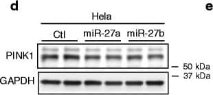 Western Blot: PINK1 Antibody - BSA Free [BC100-494] - miR-27a/b suppress human PINK1 expression. a Schematic diagram of the conserved target sites of miR-27a/b in the 3′UTR of human PINK1 mRNA. Seed sequences were indicated in red. Asterisks (*) indicate the conserved nucleotides. b Schematic diagram of the luciferase reporter plasmids. The reporter constructs contain the full-length 3′UTR of human PINK1 mRNA with wild-type (WT) or mutated (Mut) seed match sites downstream of Renilla luciferase gene. c Overexpression of miR-27a/b decreased luciferase activities in HeLa cells. Cells were transfected with miR-27a/b or negative control (Ctl) along with reporter constructs as indicated. 48 h post-transfection, luciferase activities were measured (n = 4, one-way ANOVA). Renilla luciferase activity was normalized to the corresponding firefly luciferase activity. d-g Overexpression of miR-27a/b decreased PINK1 protein levels in HeLa (D-E) & M17 cells (F-G). Cells were transfected with miR-27a/b or negative control (Ctl). 48 h post-transfection, cells were harvested for Western blot (n = 4, t-test). PINK1 protein level was normalized to corresponding GAPDH level & quantified as a percentage of control. Data are shown as a percentage of control. Values are mean ± SEM (n.s. = non-significant, **p < 0.01, ***p < 0.001) Image collected & cropped by CiteAb from the following publication (//pubmed.ncbi.nlm.nih.gov/27456084), licensed under a CC-BY license. Not internally tested by Novus Biologicals.