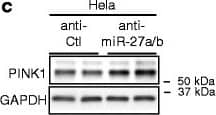 Western Blot: PINK1 Antibody - BSA Free [BC100-494] - Inhibition of endogenous miR-27a/b function increases human PINK1 expression. a Schematic diagram of sequence alignment of miR-27a/b & anti-miR-27a/b. Asterisks (*) indicate conserved nucleotides. b Inhibition of endogenous miR-27a/b function increased luciferase activities in HeLa cells. Cells were transfected with the reporter constructs containing the full-length 3′UTR of human PINK1 mRNA with wild-type (WT) or mutated (Mut) seed match sites downstream of Renilla luciferase gene. 48 h post-transfection, luciferase activities were measured (n = 4, t-test). c-f Inhibition of endogenous miR-27a/b increased PINK1 protein levels in HeLa (C-D) & M17 cells (E-F). Cells were transfected with 150 nM of anti-miR-27a/b or anti-control (anti-Ctl). 48 h post-transfection, cells were harvested for Western blot. PINK1 protein level was normalized to corresponding GAPDH level & quantified as a percentage of control (n = 4, t-test). Data are shown as a percentage of control. Values are mean ± SEM (n.s. = non-significant, **p < 0.01, ***p < 0.00) Image collected & cropped by CiteAb from the following publication (//pubmed.ncbi.nlm.nih.gov/27456084), licensed under a CC-BY license. Not internally tested by Novus Biologicals.