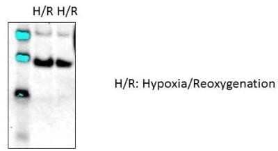 Western Blot: bcl-x Antibody (2H12) - Azide and BSA Free [NBP2-34531] - Rat and mouse neonatal cardiomyocytes. Western blot image submitted by a verified customer review.