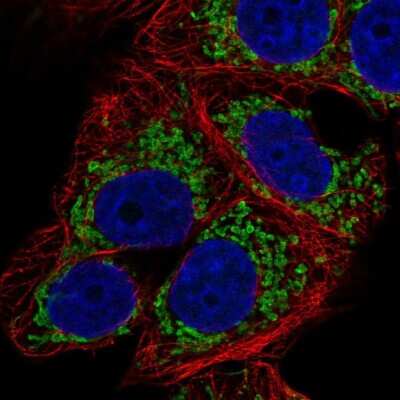 Immunocytochemistry/ Immunofluorescence bcl10-interacting CARD protein Antibody - BSA Free