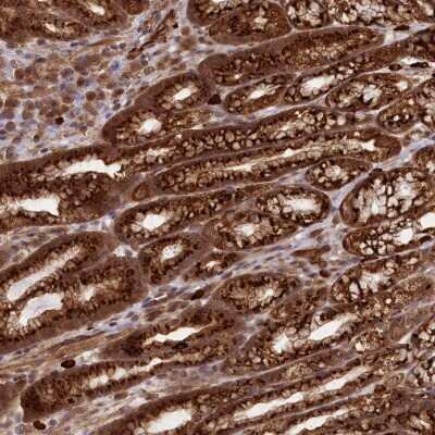 Immunohistochemistry bcl10-interacting CARD protein Antibody - BSA Free