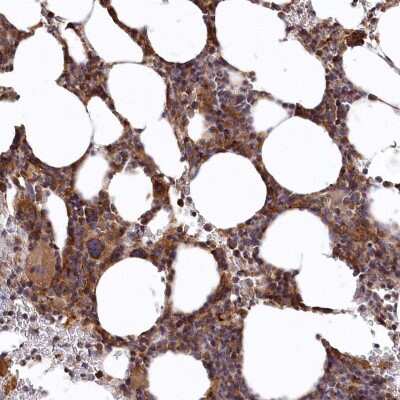 Immunohistochemistry-Paraffin: bcl10-interacting CARD protein Antibody [NBP2-38125] - Staining of human bone marrow shows strong cytoplasmic positivity in hematopoietic cells.