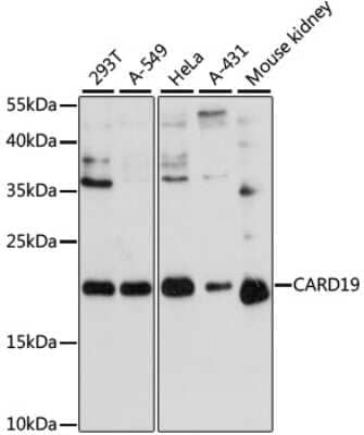 Western Blot bcl10-interacting CARD protein Antibody - Azide and BSA Free