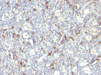 Immunohistochemistry-Paraffin: CD57 Antibody (SPM129) - IHC-Prediluted [NBP2-48349] - Formalin-fixed, paraffin-embedded human Spleen stained with CD57 Monoclonal Antibody (SPM129).
