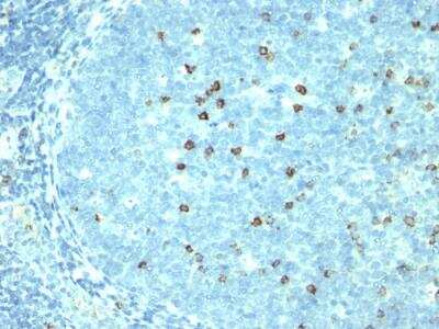 Immunohistochemistry-Paraffin: CD57 Antibody (SPM527) - IHC-Prediluted [NBP2-48347] - Formalin-fixed, paraffin-embedded human Tonsil stained with CD57 Monoclonal Antibody (SPM527).