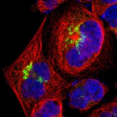 Immunocytochemistry/Immunofluorescence: beta-1,4-Galactosyltransferase 1/B4GalT1 Antibody [NBP1-88654] - Staining of human cell line A-431 shows localization to the Golgi apparatus. Antibody staining is shown in green.