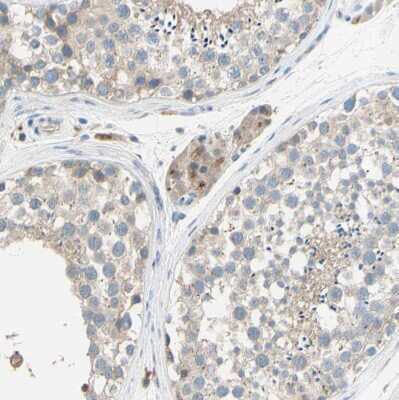 Immunohistochemistry-Paraffin: beta-1,4-Galactosyltransferase 1/B4GalT1 Antibody [NBP1-88655] - Staining of human testis shows moderate granular cytoplasmic positivity in Leydig cells.