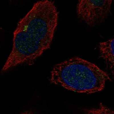 Immunocytochemistry/ Immunofluorescence beta-1,4-Galactosyltransferase 2/B4GalT2 Antibody - BSA Free