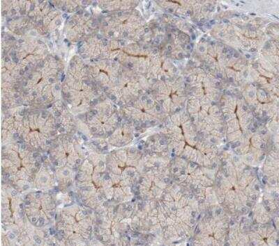 Immunohistochemistry-Paraffin: beta-2 Adrenergic R/ADRB2 Antibody [NBP1-90227] - Staining of human stomach shows weak membranous positivity in glandular cells. 