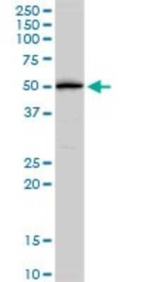 Western Blot: beta-2 Adrenergic R/ADRB2 Antibody [H00000154-D01P] - Analysis of ADRB2 expression in mouse kidney.