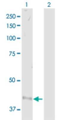 Western Blot: beta-2 Adrenergic R/ADRB2 Antibody [H00000154-D01P] - Analysis of ADRB2 expression in transfected 293T cell line by ADRB2 polyclonal antibody.Lane 1: ADRB2 transfected lysate(46.60 KDa).Lane 2: Non-transfected lysate.