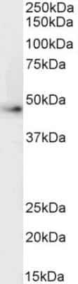 Western Blot: beta-2 Adrenergic R/ADRB2 Antibody [NB100-2424] - Staining of HepG2 cell ysate (35 ug protein in RIPA buffer). Antibody at 0.5 ug/mL. Detected by chemiluminescence.