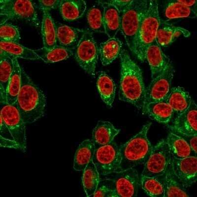 Immunocytochemistry/Immunofluorescence: beta 2-Microglobulin Antibody (B2M/961) - Azide and BSA Free [NBP2-47704] - Immunofluorescence Analysis of HeLa cells labeling with beta 2-Microglobulin Antibody (B2M/961) followed by Goat anti-Mouse IgG-CF488 (Green). The nuclear counterstain is Red Dot (Red)