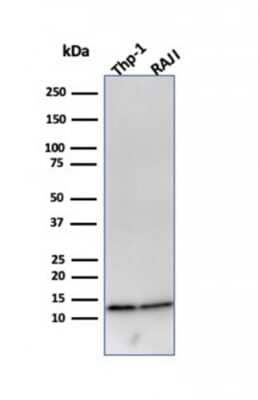 Western Blot: beta 2-Microglobulin Antibody (B2M/961) - Azide and BSA Free [NBP2-47704] - Western Blot Analysis of THP-1 and Raji cell lysates using beta 2-Microglobulin antibody (B2M/961).
