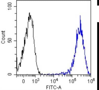 Flow Cytometry: beta 2-Microglobulin Antibody (BBM.1) - Chimeric [NBP2-81045] - Flow-cytometry using the anti-Beta-2 microglobulin antibody BBM.1 [NBP2-81045]. HeLa cells were stained with unimmunized rabbit IgG antibody (black line) or the rabbit-chimeric version of BBM.1 (NBP2-81045, blue line) at a concentration of 10 ug/ml for 30 mins at RT. After washing, bound antibody was detected using anti-rabbit IgG JK (FITC-conjugate) antibody at 2 ug/ml and cells analyzed on a FACSCanto flow-cytometer.