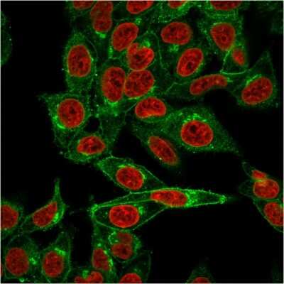 Immunocytochemistry/Immunofluorescence: beta 2-Microglobulin Antibody (BBM.1) [NBP2-44469] - Immunofluorescent staining of HeLa cells. beta 2-Microglobulin Antibody (BBM.1) followed by goat anti-Mouse IgG-CF488 (Green). The nuclear counterstain is Red Dot (Red)