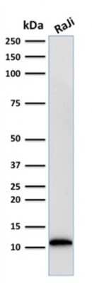 Western Blot: beta 2-Microglobulin Antibody (BBM.1) [NBP2-44469] - Western Blot Analysis of human Raji cell lysate using beta 2-Microglobulin Antibody (BBM.1).