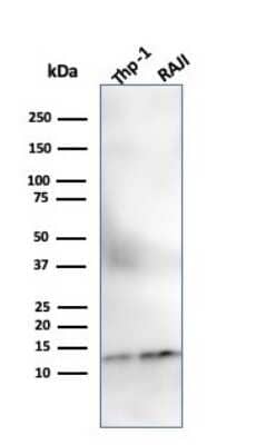 Western Blot: beta 2-Microglobulin Antibody (SPM617) - Azide and BSA Free [NBP2-47703] - Western Blot Analysis of THP-1 and Raji Cell lysate using beta 2-Microglobulin antibody (SPM617).