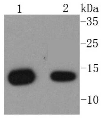 Western Blot: beta 2-Microglobulin Antibody (SU35-05) [NBP2-67474] - Analysis of beta 2 Microglobulin on different lysates using anti-beta 2 Microglobulin antibody at 1/1,000 dilution. Positive control: Lane 1: Raji Lane 2: U937