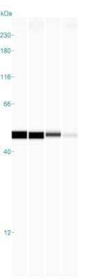 Simple Western: beta-Actin Antibody (AC-15) [HRP] [NB600-501H] - Simple Western lane view shows a specific band for Beta-Actin in 0.2 mg/ml of Hela, MCF-7, SH-SY5Y, & Jurkat lysate(s).  This experiment was performed under reducing conditions using the 12 - 230 kDa separation system.