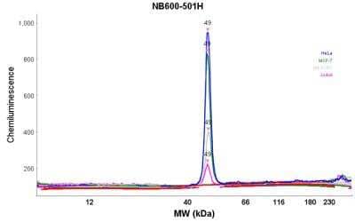 Simple Western: beta-Actin Antibody (AC-15) [HRP] [NB600-501H] - Electropherogram image(s) of corresponding Simple Western lane view. Beta-Actin antibody was used at 1:500 dilution on Hela, MCF-7, SH-SY5Y, & Jurkat lysate(s).